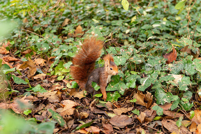 城市公园里的野生红松鼠(Sciurus vulgaris)。